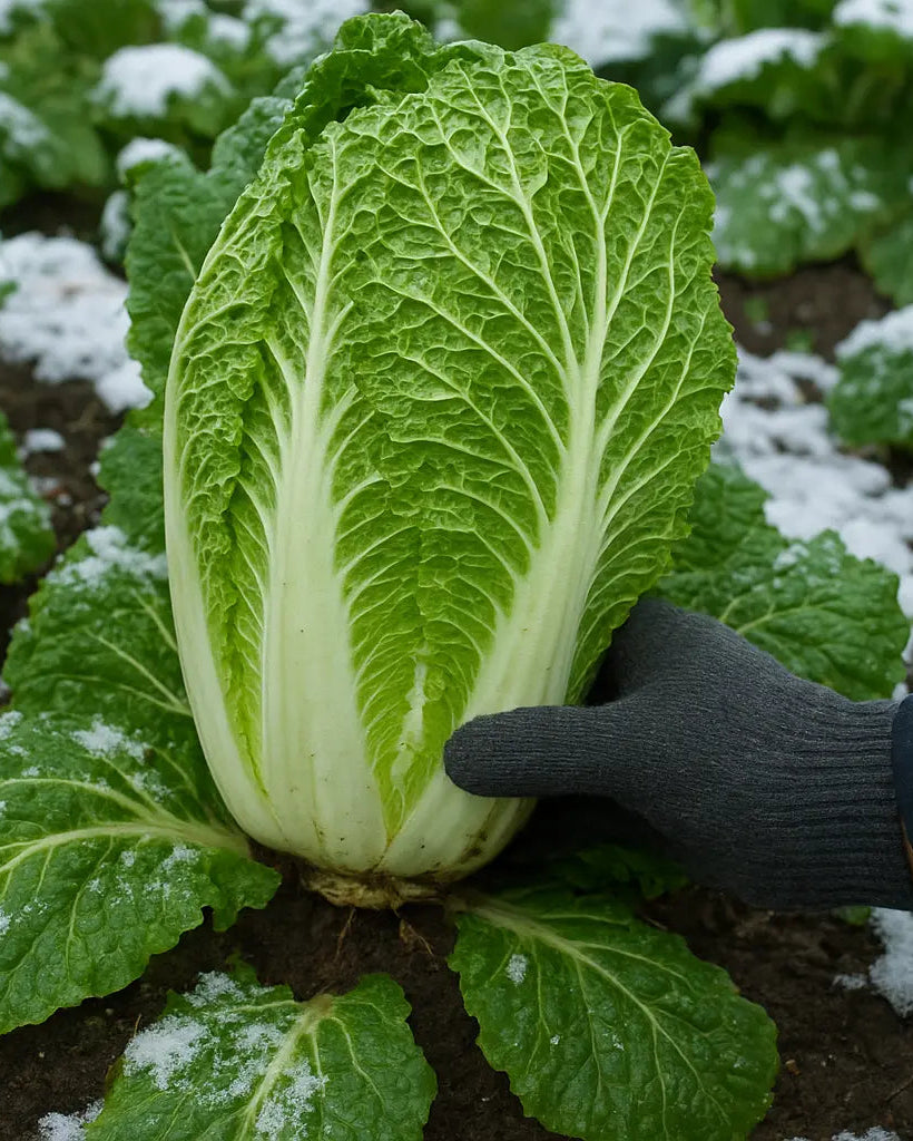 Cabbage being held by a gloved hand in a snowy garden